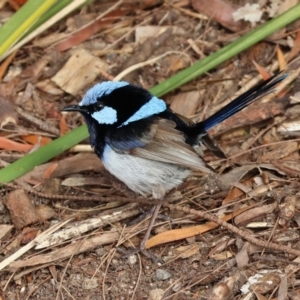 Malurus cyaneus at Pambula, NSW - 20 Dec 2022 08:42 AM