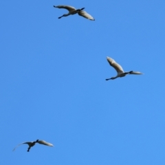 Platalea regia (Royal Spoonbill) at Panboola - 19 Dec 2022 by KylieWaldon