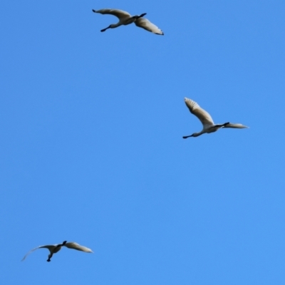 Platalea regia (Royal Spoonbill) at Pambula, NSW - 20 Dec 2022 by KylieWaldon