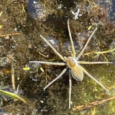 Dolomedes (genus) (Fishing spider) at Wollogorang, NSW - 20 Dec 2022 by JaneR