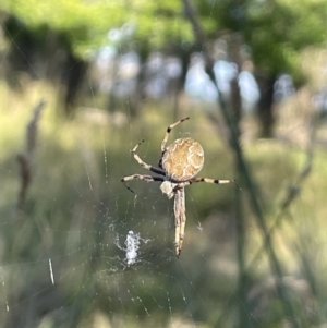 Araneus hamiltoni at Wollogorang, NSW - 20 Dec 2022