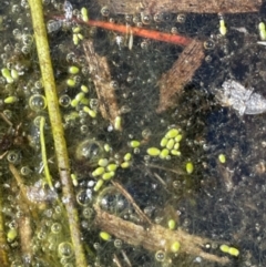 Wolffia australiana (Tiny Duckweed) at Wollogorang, NSW - 20 Dec 2022 by JaneR