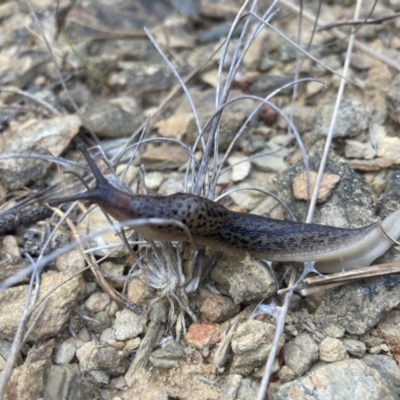 Limax maximus (Leopard Slug, Great Grey Slug) at Kowen, ACT - 20 Dec 2022 by Komidar