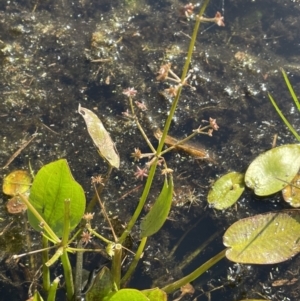 Damasonium minus at Wollogorang, NSW - 20 Dec 2022 04:49 PM