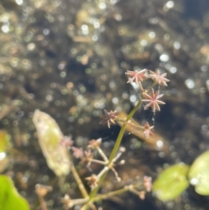 Damasonium minus at Wollogorang, NSW - 20 Dec 2022 04:49 PM