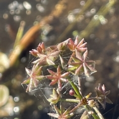 Damasonium minus at Wollogorang, NSW - 20 Dec 2022 04:49 PM