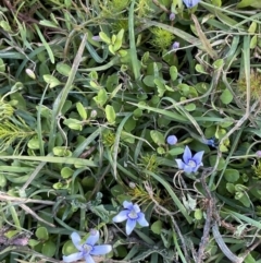 Isotoma fluviatilis subsp. australis (Swamp Isotome) at Wollogorang, NSW - 20 Dec 2022 by JaneR