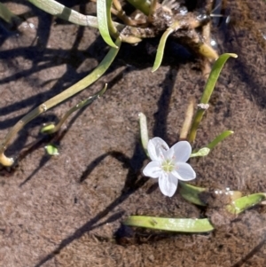 Montia australasica at Wollogorang, NSW - 20 Dec 2022