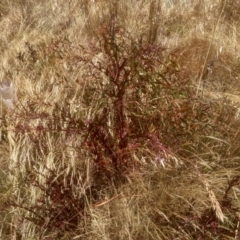 Epilobium sp. (A Willow Herb) at Cooma, NSW - 22 Dec 2022 by mahargiani
