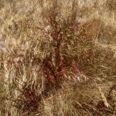Epilobium sp. (A Willow Herb) at Cooma, NSW - 22 Dec 2022 by mahargiani