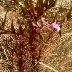 Epilobium sp. at Cooma, NSW - 22 Dec 2022 09:40 AM