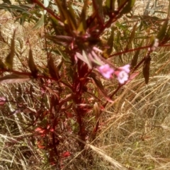 Epilobium sp. at Cooma, NSW - 22 Dec 2022 09:40 AM