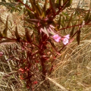 Epilobium sp. at Cooma, NSW - 22 Dec 2022