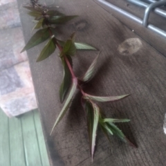 Epilobium sp. at Cooma, NSW - 22 Dec 2022