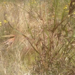 Themeda triandra (Kangaroo Grass) at Cooma North Ridge Reserve - 19 Dec 2022 by mahargiani