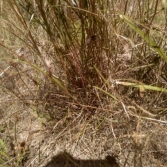 Themeda triandra at Cooma, NSW - 19 Dec 2022