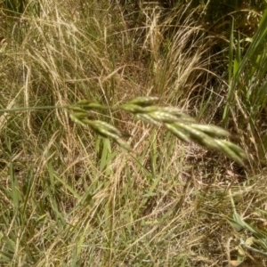 Bromus sp. at Cooma, NSW - 19 Dec 2022 01:24 PM