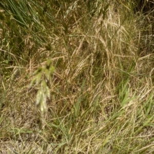 Bromus sp. at Cooma, NSW - 19 Dec 2022 01:24 PM