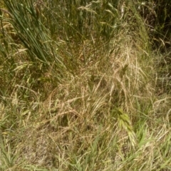 Bromus sp. at Cooma, NSW - 19 Dec 2022 01:24 PM