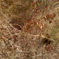 Briza maxima (Quaking Grass, Blowfly Grass) at Cooma North Ridge Reserve - 19 Dec 2022 by mahargiani