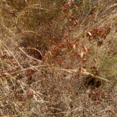 Briza maxima (Quaking Grass, Blowfly Grass) at Cooma North Ridge Reserve - 19 Dec 2022 by mahargiani
