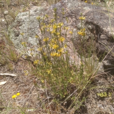 Pimelea curviflora (Curved Rice-flower) at Cooma North Ridge Reserve - 19 Dec 2022 by mahargiani