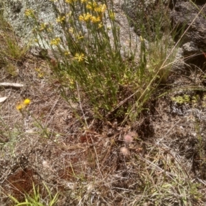 Pimelea curviflora at Cooma, NSW - 19 Dec 2022