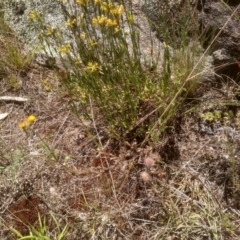 Pimelea curviflora at Cooma, NSW - 19 Dec 2022