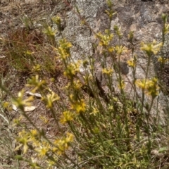 Pimelea curviflora at Cooma, NSW - 19 Dec 2022 01:40 PM