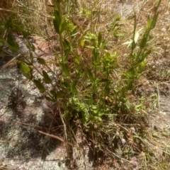 Centaurium erythraea (Common Centaury) at Cooma North Ridge Reserve - 19 Dec 2022 by mahargiani