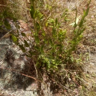 Centaurium erythraea (Common Centaury) at Cooma, NSW - 19 Dec 2022 by mahargiani