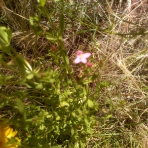 Centaurium erythraea at Cooma, NSW - 19 Dec 2022