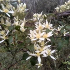 Clematis aristata (Mountain Clematis) at Steeple Flat, NSW - 20 Dec 2022 by mahargiani
