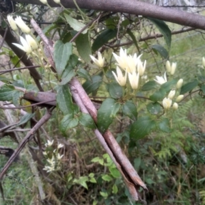 Clematis aristata at Steeple Flat, NSW - 20 Dec 2022 08:31 AM