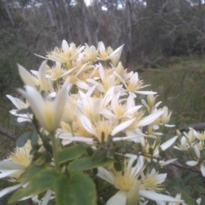 Clematis aristata at Steeple Flat, NSW - 20 Dec 2022 08:31 AM