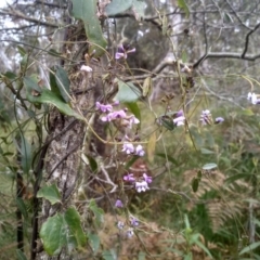 Glycine clandestina (Twining Glycine) at Steeple Flat, NSW - 20 Dec 2022 by mahargiani