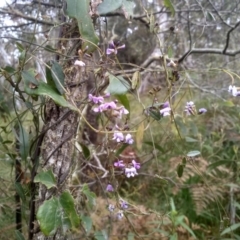 Glycine clandestina (Twining Glycine) at Glenbog State Forest - 19 Dec 2022 by mahargiani