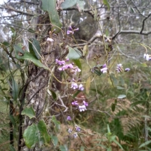 Glycine clandestina at Steeple Flat, NSW - 20 Dec 2022 08:31 AM