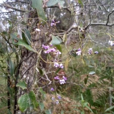 Glycine clandestina (Twining Glycine) at Glenbog State Forest - 19 Dec 2022 by mahargiani