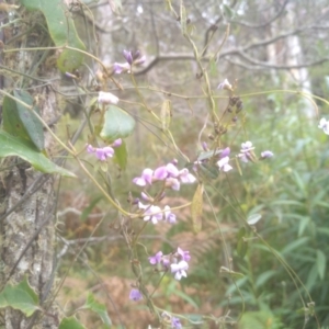 Glycine clandestina at Steeple Flat, NSW - 20 Dec 2022 08:31 AM