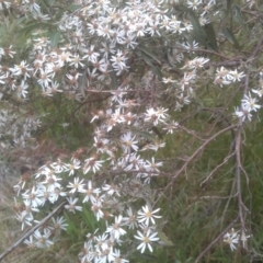 Olearia erubescens (Silky Daisybush) at Steeple Flat, NSW - 20 Dec 2022 by mahargiani