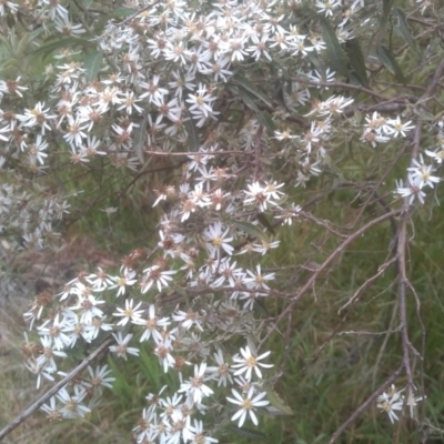Olearia erubescens (Silky Daisybush) at Steeple Flat, NSW - 20 Dec 2022 by mahargiani