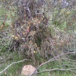 Daviesia mimosoides at Steeple Flat, NSW - 20 Dec 2022 08:34 AM