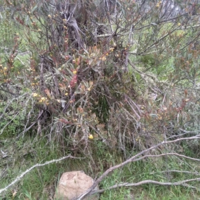 Daviesia mimosoides (Bitter Pea) at Steeple Flat, NSW - 19 Dec 2022 by mahargiani