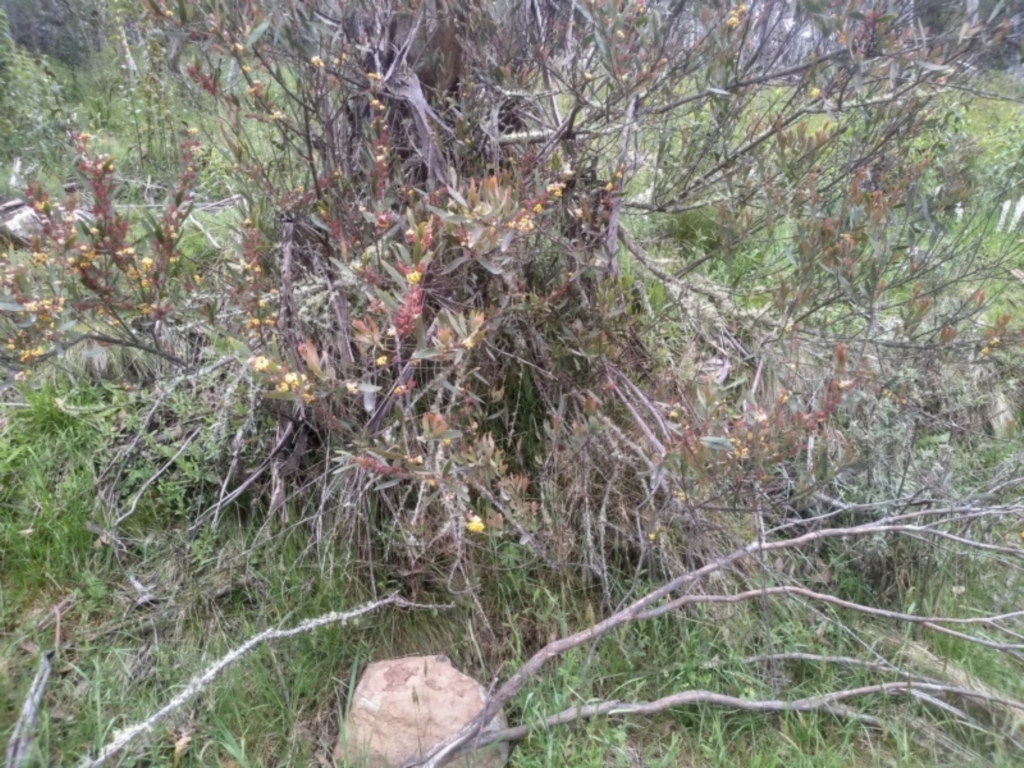 Daviesia mimosoides at Steeple Flat, NSW - 20 Dec 2022