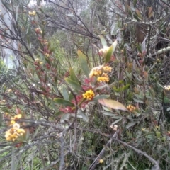 Daviesia mimosoides at Steeple Flat, NSW - 20 Dec 2022 08:34 AM