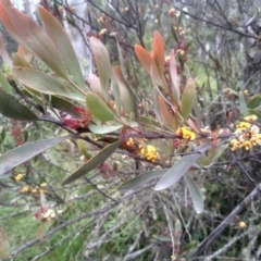 Daviesia mimosoides at Steeple Flat, NSW - 20 Dec 2022 08:34 AM