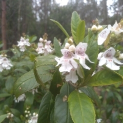 Prostanthera lasianthos (Victorian Christmas Bush) at Glenbog State Forest - 19 Dec 2022 by mahargiani