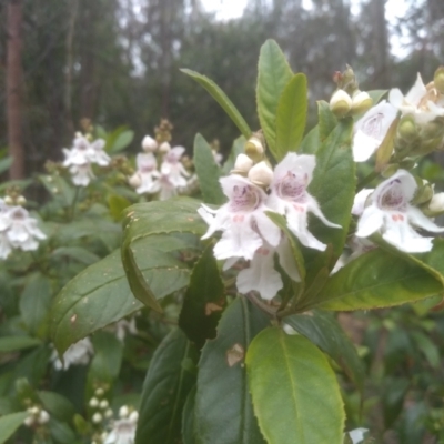 Prostanthera lasianthos (Victorian Christmas Bush) at Bemboka, NSW - 19 Dec 2022 by mahargiani