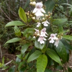 Prostanthera lasianthos at Bemboka, NSW - 20 Dec 2022